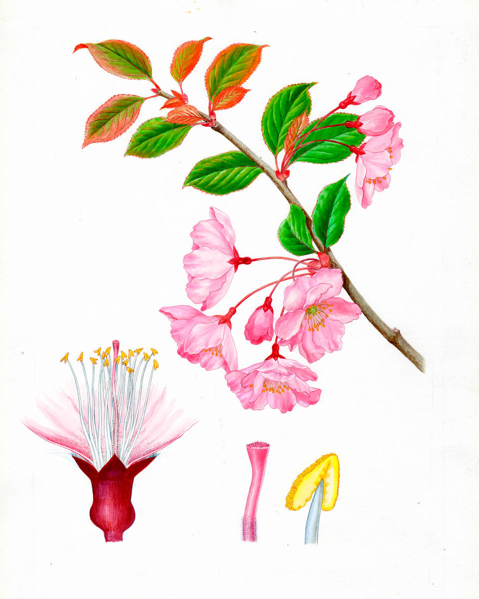 水彩画 植物細密画「カイドウ」 真作拍卖