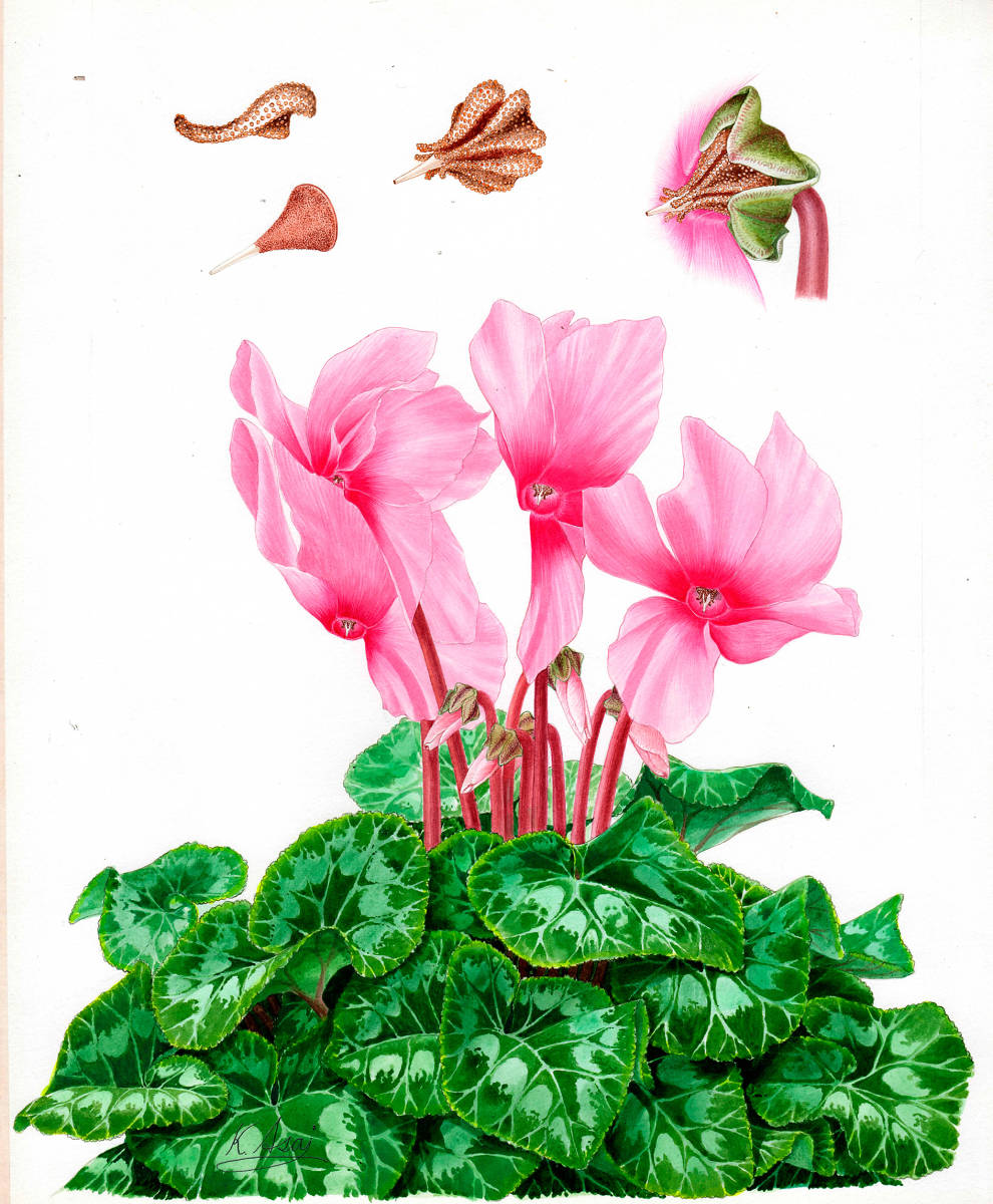 水彩画 植物細密画「シクラメン」 真作拍卖