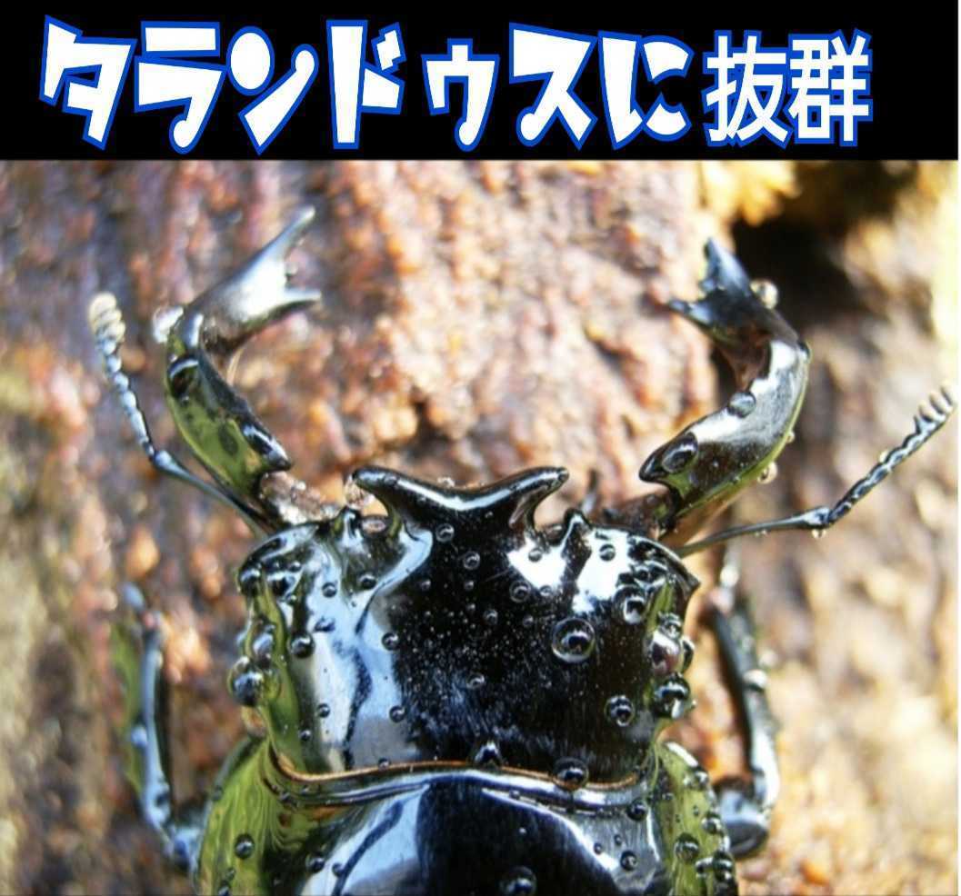 送料無料!極上☆カワラ菌糸ブロック 4000cc クヌギ100%・1番菌のみ使用 タランドゥスやオウゴンオニクワガタ・レギウスの大型化に抜群拍卖
