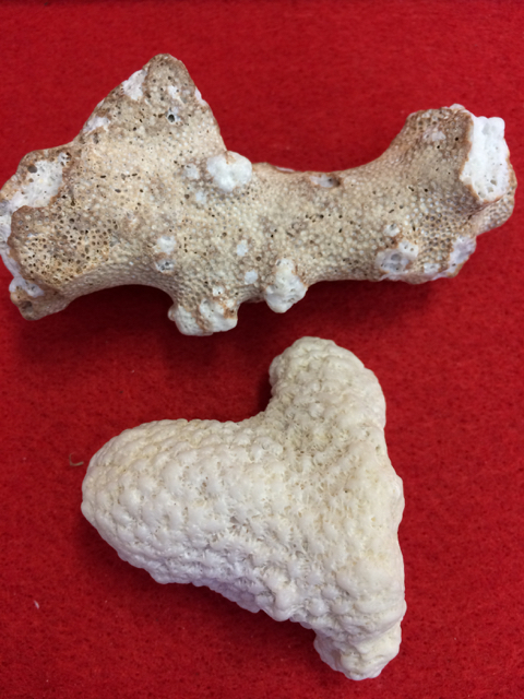 昭和レトロ_珊瑚/サンゴ/2個_0055拍卖