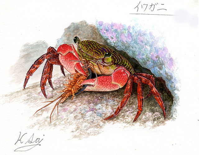水彩画 生物細密画「イワガニ」 真作拍卖