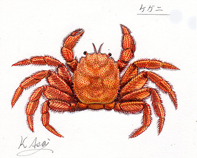 水彩画 生物細密画「ケガニ」 真作拍卖