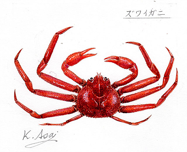 水彩画 生物細密画「ズワイガニ」 真作拍卖