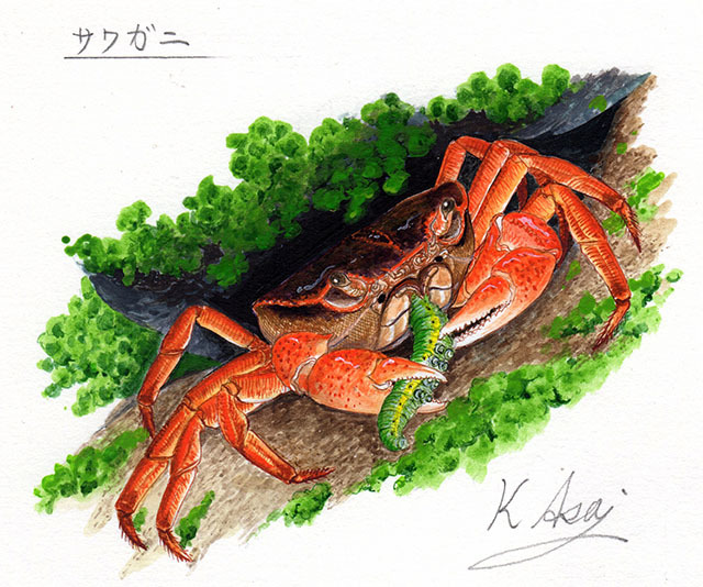 水彩画 生物細密画「サワガニ」 真作拍卖