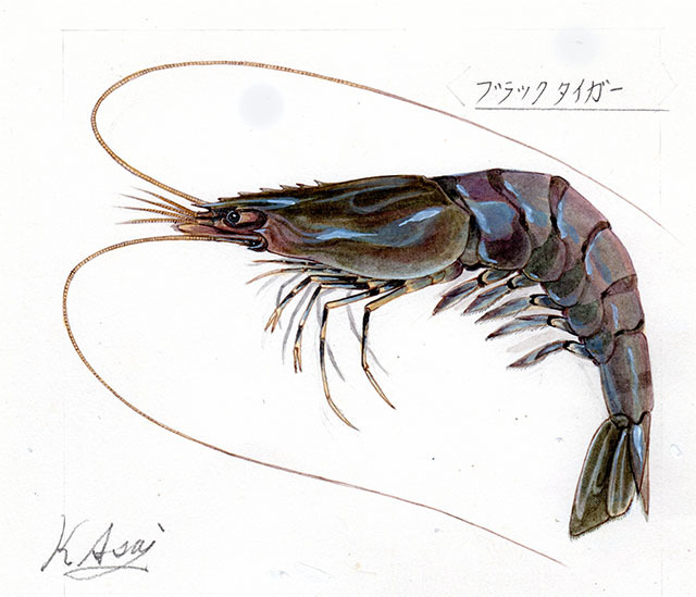 水彩画 生物細密画「ブラックタイガー」 真作拍卖
