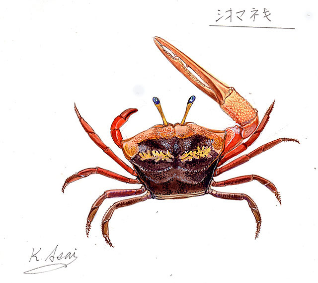 水彩画 生物細密画「シオマネキ」 真作拍卖