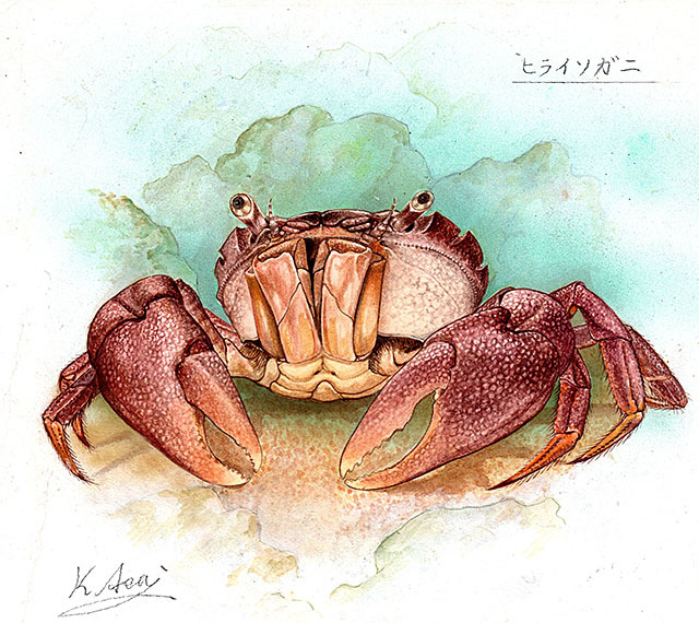 水彩画 生物細密画「ヒライソガニ」 真作拍卖