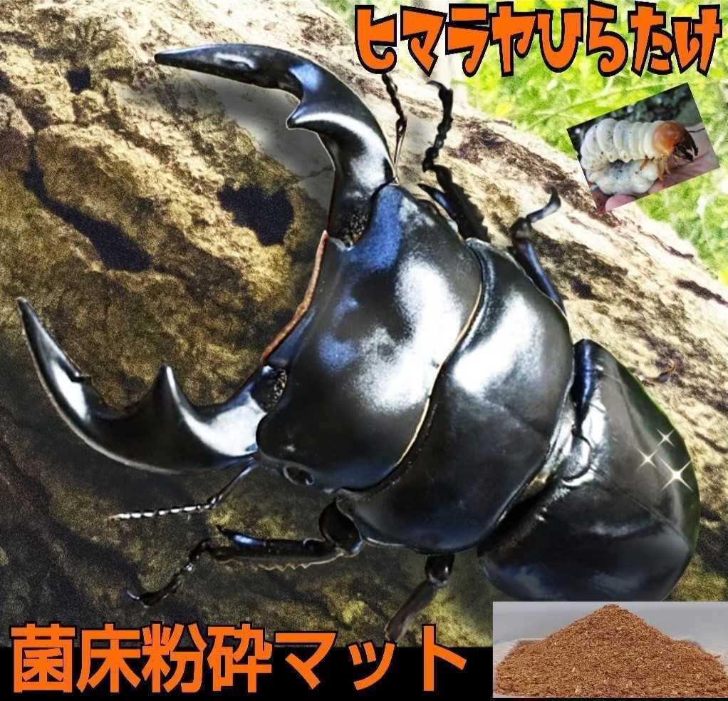 【改良版】ヒマラヤひらたけ菌床クワガタマット☆瓶に詰めるだけ!初令の小分けにも便利☆オオクワ、ヒラタ、虹色、ノコギリ系に抜群!拍卖