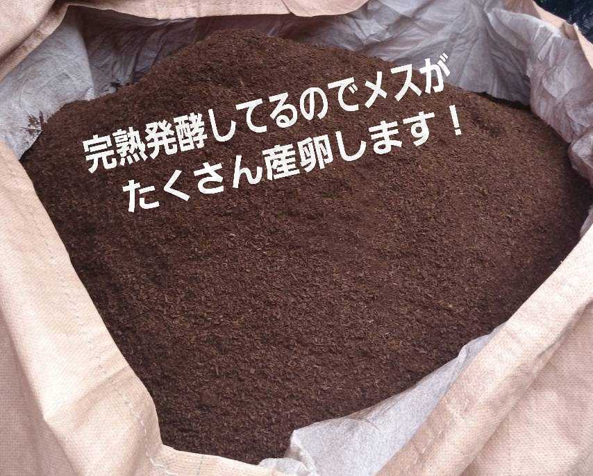 オオヒラタケ菌床を天然発酵させました!バクテリアが活性したカブトムシマット【20L】クヌギ、コナラ原料!国産カブトムシ85mmがゴロゴロ拍卖