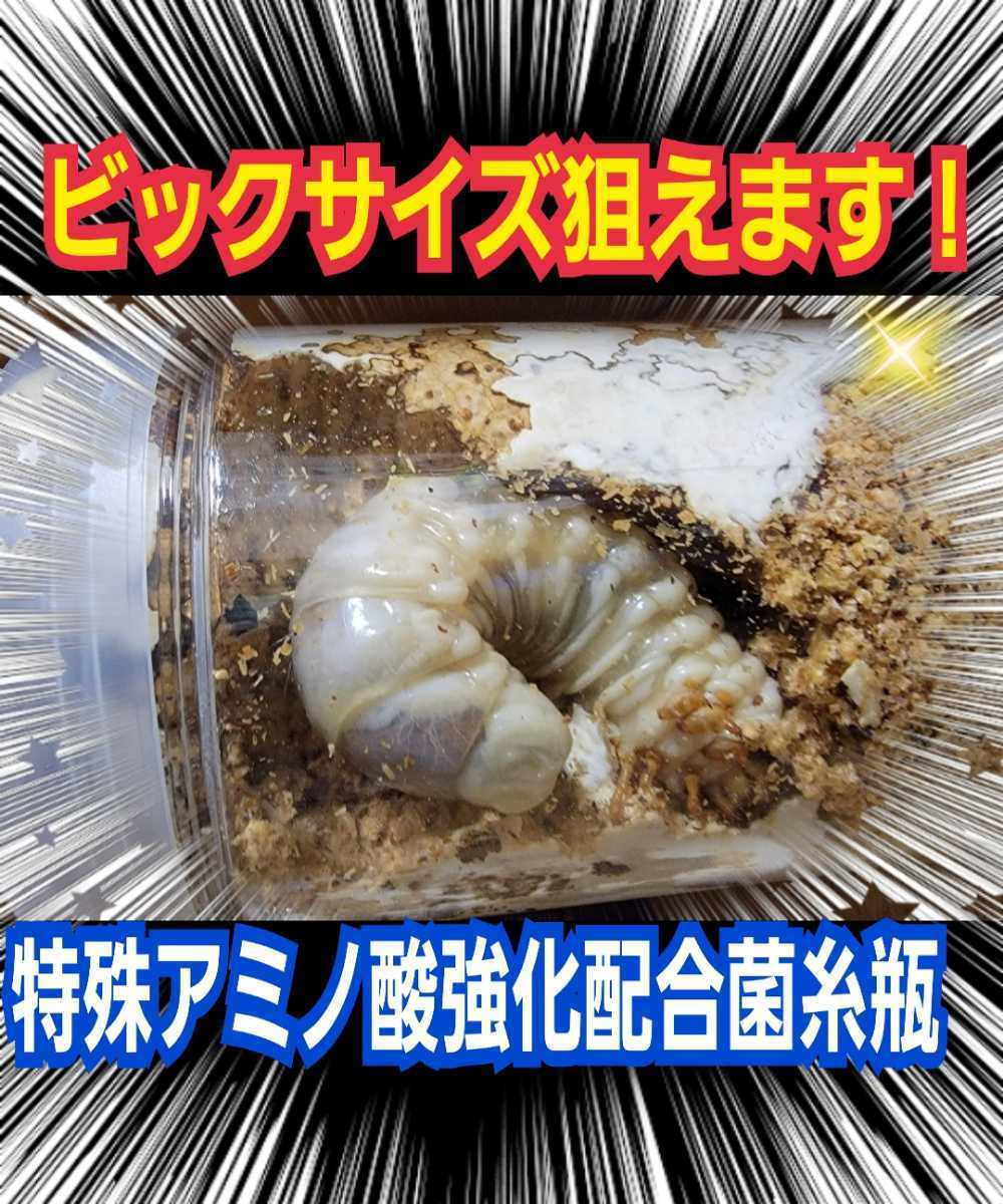 極上☆特殊アミノ酸配合!オオヒラタケ菌糸ボトル【6本】1100ml☆初菌のみで作成!トレハロース、ローヤルゼリー強化!ギネス級狙えます!拍卖