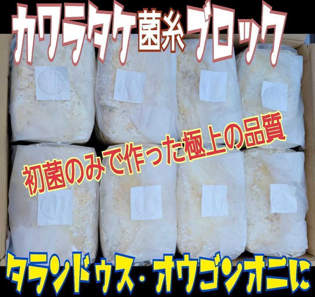 極上☆カワラタケ菌糸ブロック【4個セット】クヌギ100%・1番菌のみ使用 タランドゥスやオウゴンオニクワガタ・レギウスが大型化します拍卖