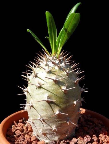 ■超レア マダガスカル・パーム エキゾチックな 多肉植物 超貴重 2粒■拍卖