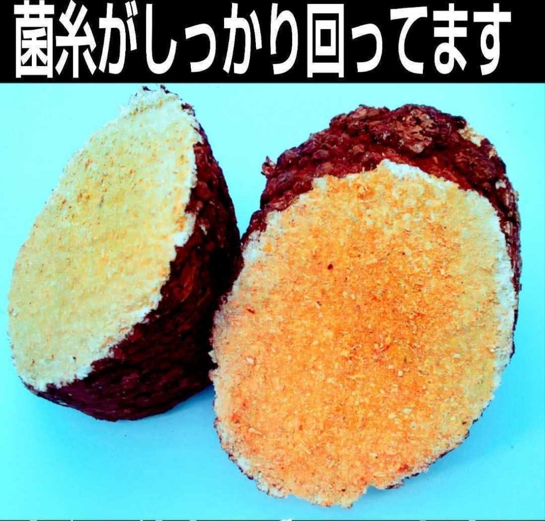 カブトムシ幼虫の栄養強化に☆椎茸廃菌床【10ブロック】発酵マットに埋め込むと幼虫が潜り込みモリモリ食べて大きくなる!クヌギ100%原料拍卖