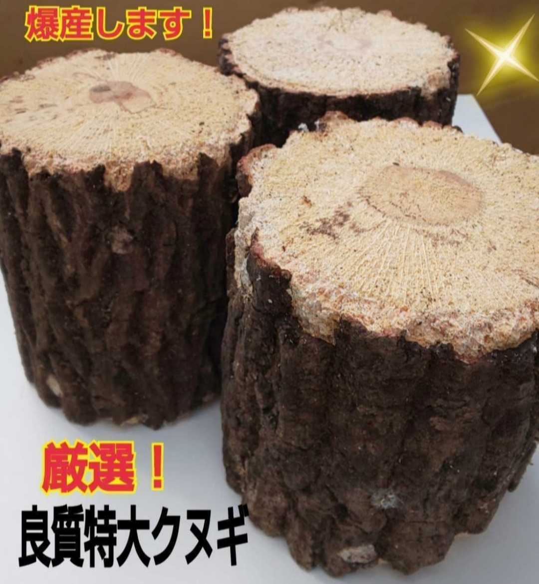 特大サイズ!貴重なクヌギ産卵木【3本セット】太さ8~14㎝選べます!長さ13㎝カット☆硬めを好むオオクワガタ向きです!数量限定販売です!拍卖
