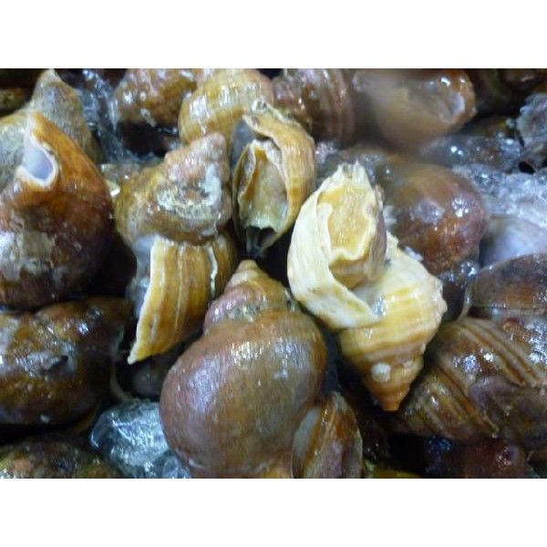 【業務用】活バイ貝 約5kg 殻付き 国産 ★築地拍卖