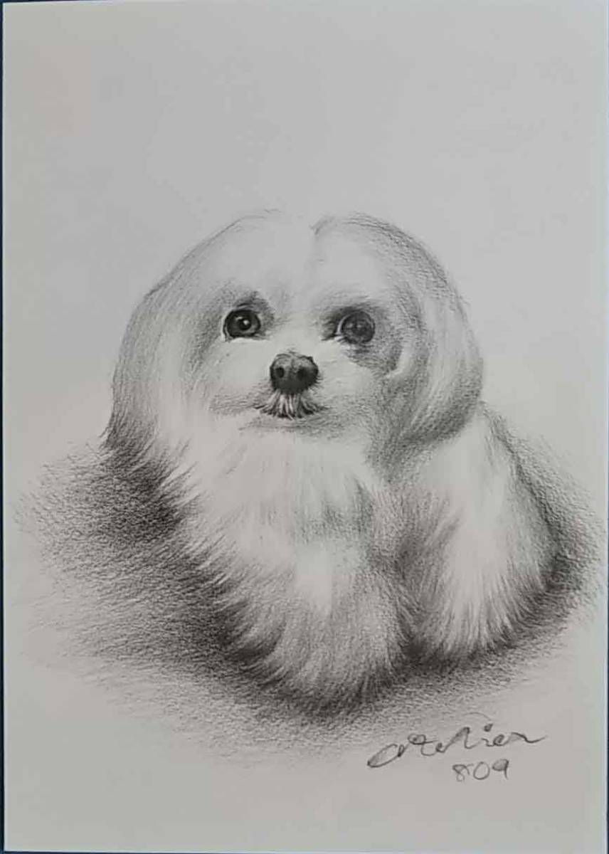 絵画・鉛筆画・動物画 犬の絵 真作「マルチーズ ma-1-2022」Atelier809 作 A4サイズ ※額縁無し。拍卖