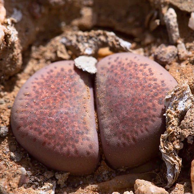 南アフリカ産*リトープス テリカラー ヴィオレッタ 種子10粒*多肉植物拍卖
