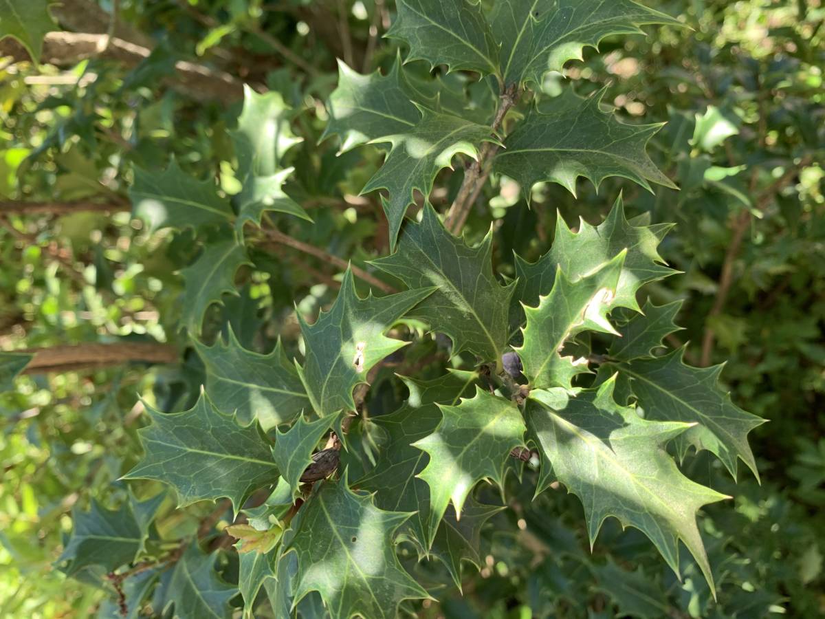 柊木 クリスマス ヒイラギ 挿し穂 6本 ■送料無料 ゆうパケット 魔除け 厄除 疫病 鬼門 飾り ご利益 クリスマス リース クラフト拍卖