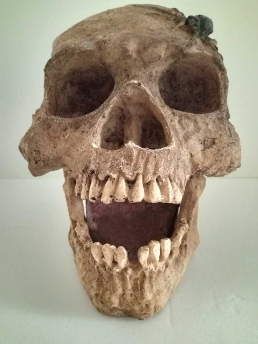 貯金箱 ドクロ シャレコウベ 骸骨 拍卖