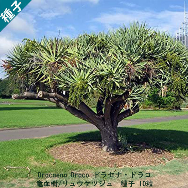 観葉植物 種子 種 Dracaena Dracoドラセナ ドラコ 長寿の木 竜血樹 リュウケツジュ   種子10粒拍卖