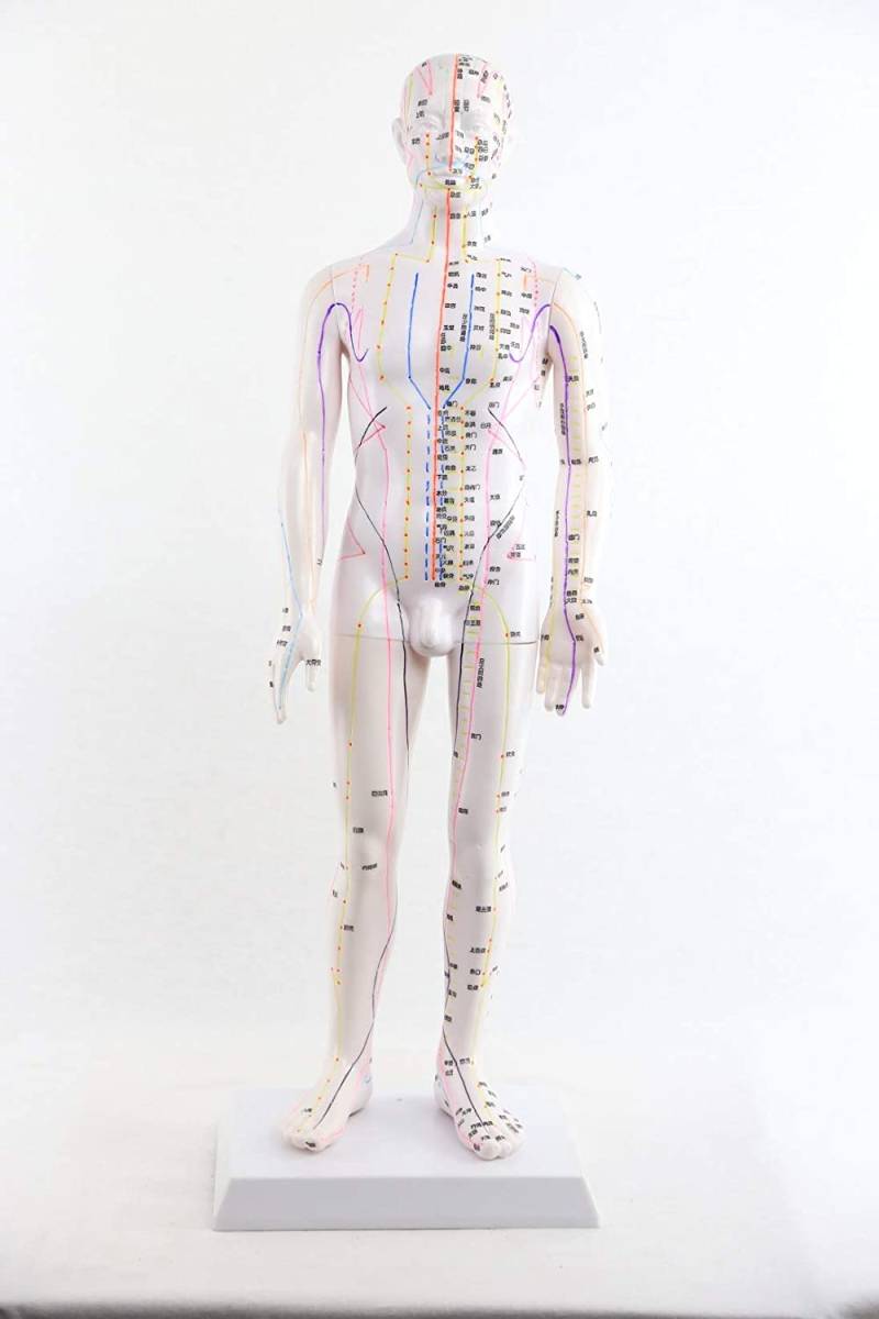 ☆鍼灸経穴人形 男性 58cm 鍼灸経穴 拍卖