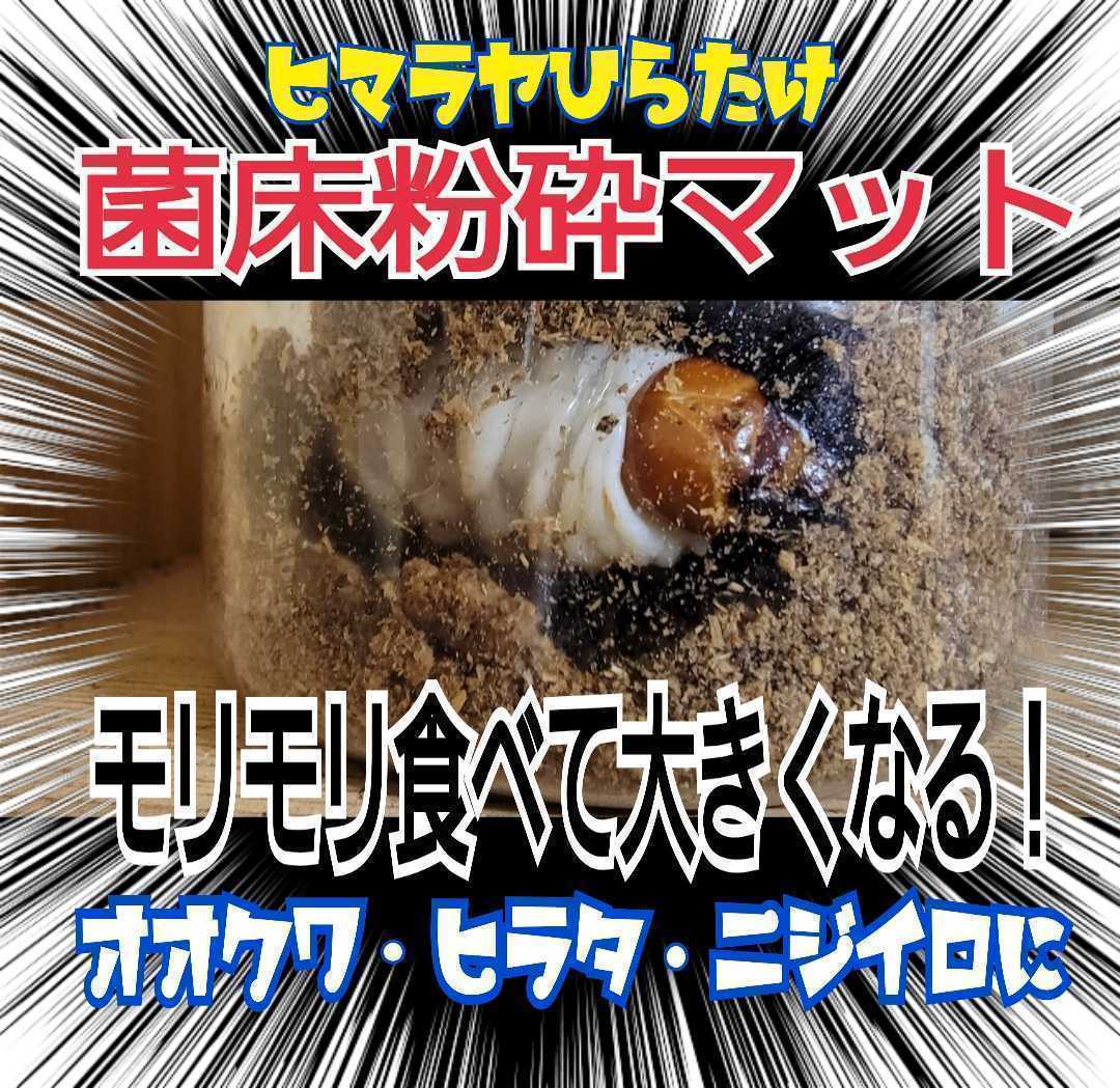 【改良版】菌床粉砕クワガタマット【5L】瓶やプリンカップに詰めるだけ!オオクワ、ニジイロ、ヒラタ、ノコギリ幼虫がビックサイズに!拍卖