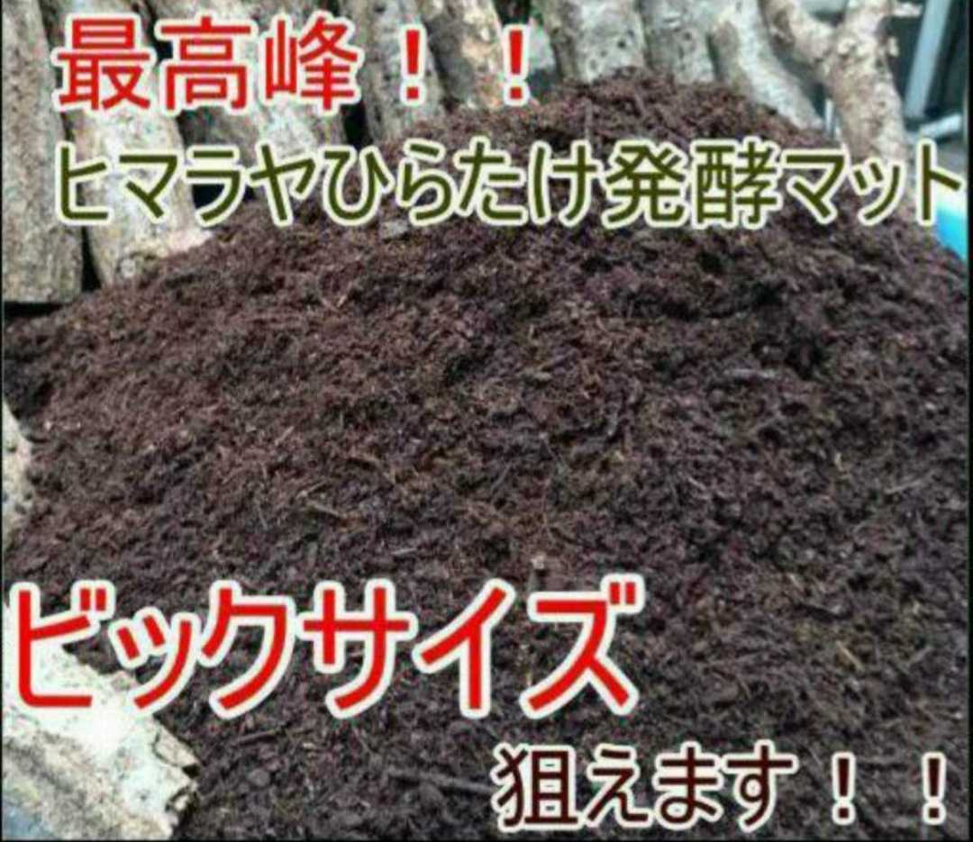 【改良しました】幼虫がビッグサイズに!ヒマラヤひらたけ発酵カブトムシマット【200L】雑虫、コバエで悩んでる方は是非お試しください!拍卖