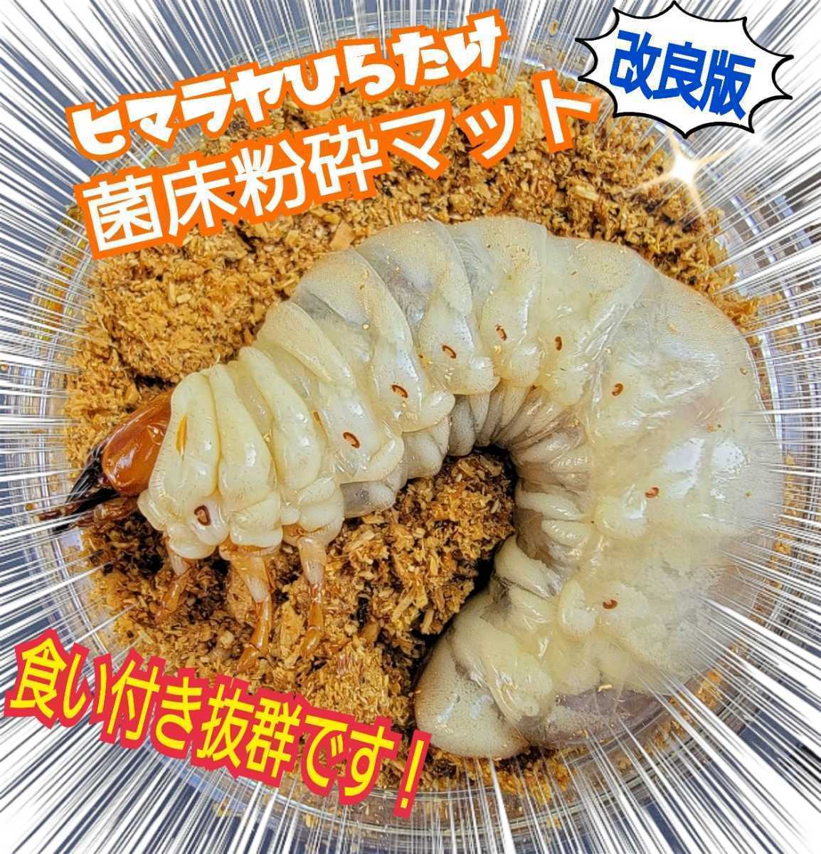 改良版!ヒマラヤひらたけ菌床クワガタマット【8L】瓶やプリンカップに詰めるだけ☆オオクワ、ニジイロ、ヒラタ、ノコギリ幼虫がビッグに拍卖