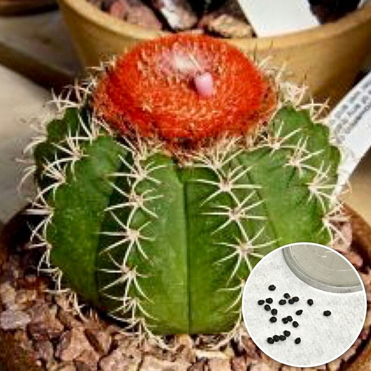 種10粒 メロカクタス ネリー 多肉植物拍卖