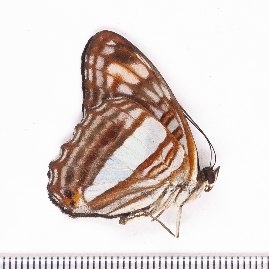 【未展翅・昆虫標本】No.09 フィラカアメリカイチモンジ標本【定形外発送合計3000円以上で送料無料!!】From Finch拍卖