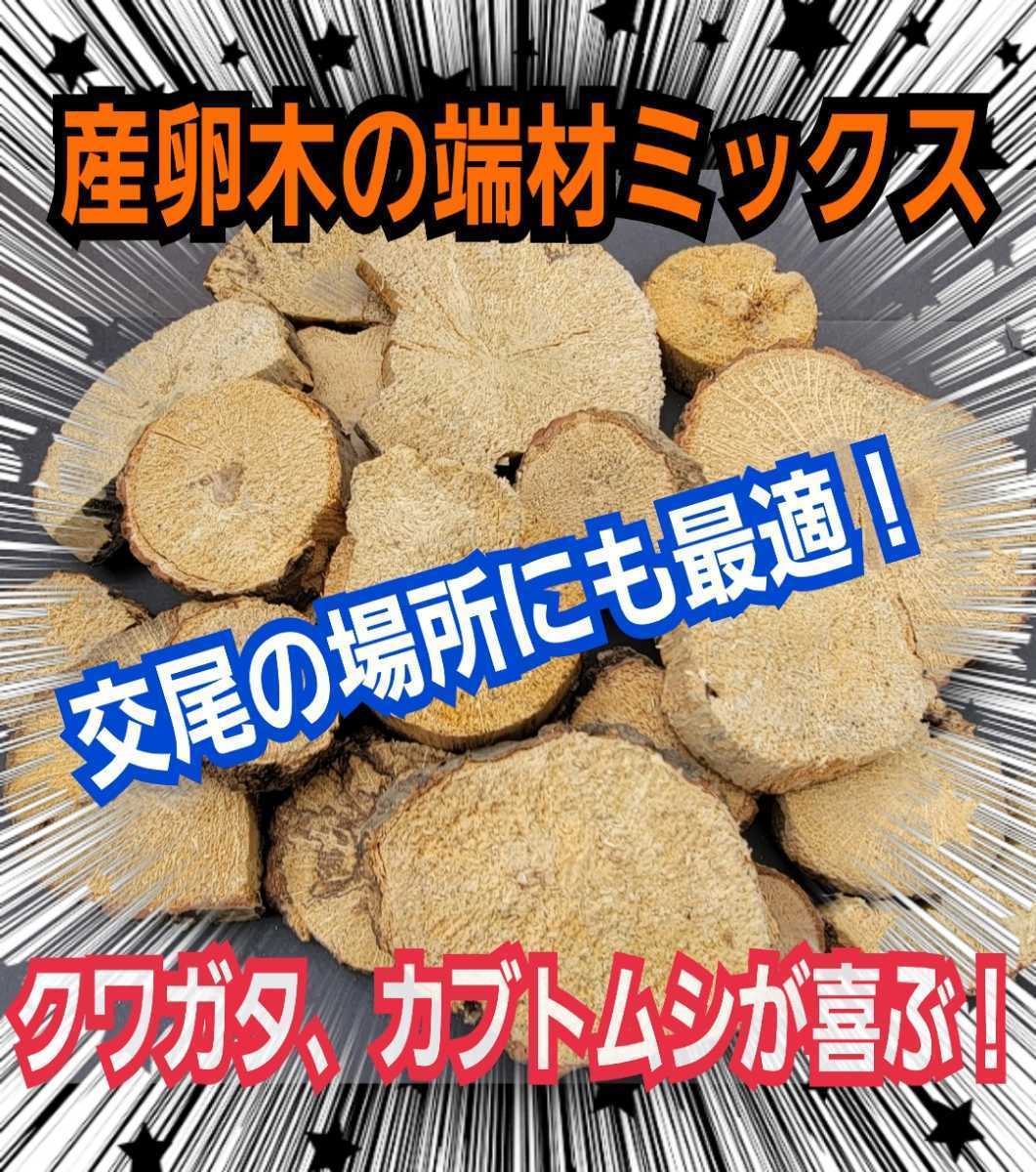 クヌギ・ナラの産卵木の端材【5~6個】クワガタ、カブトムシの交尾の場所に最適!足場、とまり木、転倒防止、ディスプレイにも抜群です!拍卖