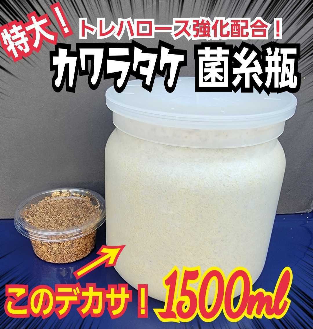 タランドゥス・オウゴンオニクワガタ・レギュウスが巨大化!トレハロース増量 極上カワラ菌糸瓶 特大1500ml【5本】特殊アミノ酸強化配合拍卖