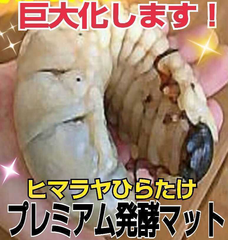 幼虫巨大化!ギネスサイズ出てます!進化した!プレミアム3次発酵カブトムシマット【50L】特殊アミノ酸、バクテリア強化配合!産卵にも抜群拍卖