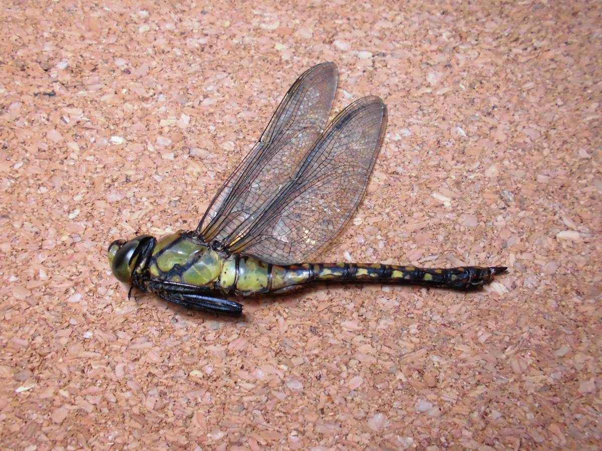 クロスジギンヤンマ 雌 ♀ メス ヤンマ とんぼ トンボ 昆虫 標本 東京産 5 検) 原色日本昆虫図鑑 ネアカヨシ ヤブ マルタン ヤンマ拍卖