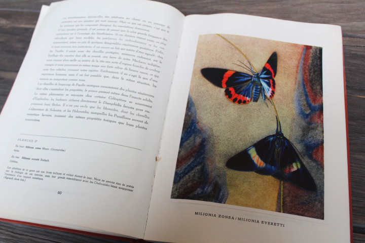 ビンテージ【熱帯 蝶の図録】図鑑 1955年 ベルギー 洋書 アンティーク 古書拍卖