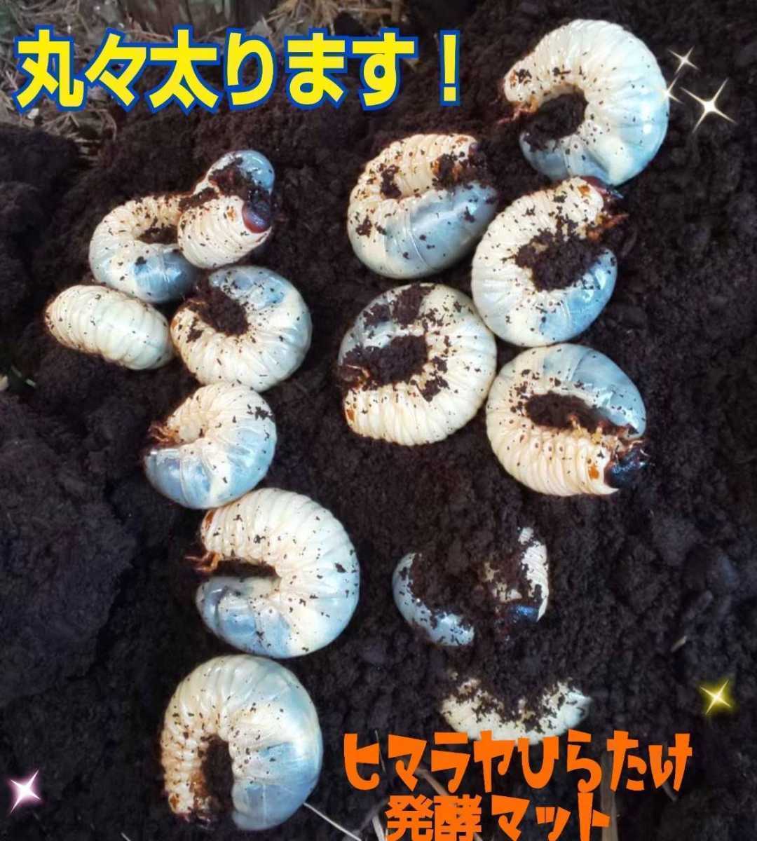 【改良版】雑虫の混入全くなし!カブトムシ幼虫が丸々太ります!ヒマラヤひらたけ発酵マット!栄養添加剤入り!幼虫の餌、産卵に抜群です!拍卖
