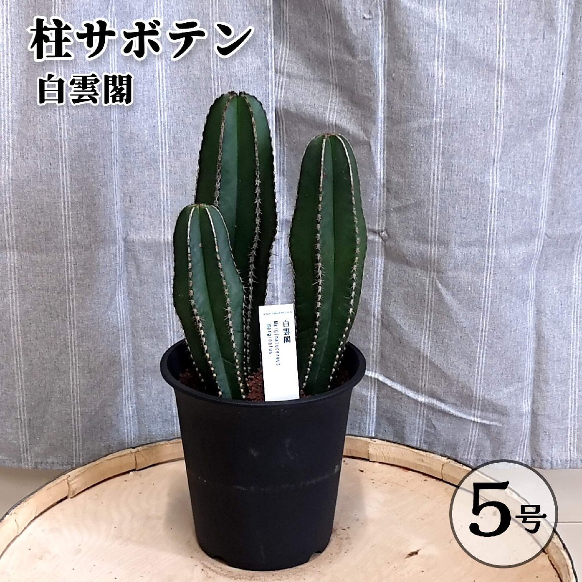 柱サボテン 白雲閣 5号鉢 多肉植物 カクタス 鉢植え 室内観葉 インテリアグリーン拍卖