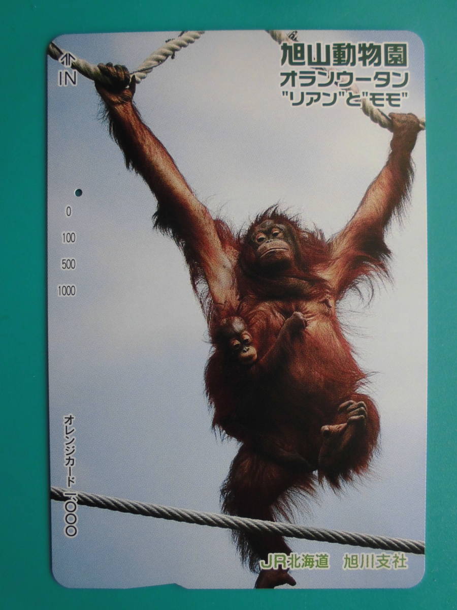 JR北 オレカ 使用済 1穴 旭川動物園 オランウータン イワン モモ 1穴 【送料無料】拍卖