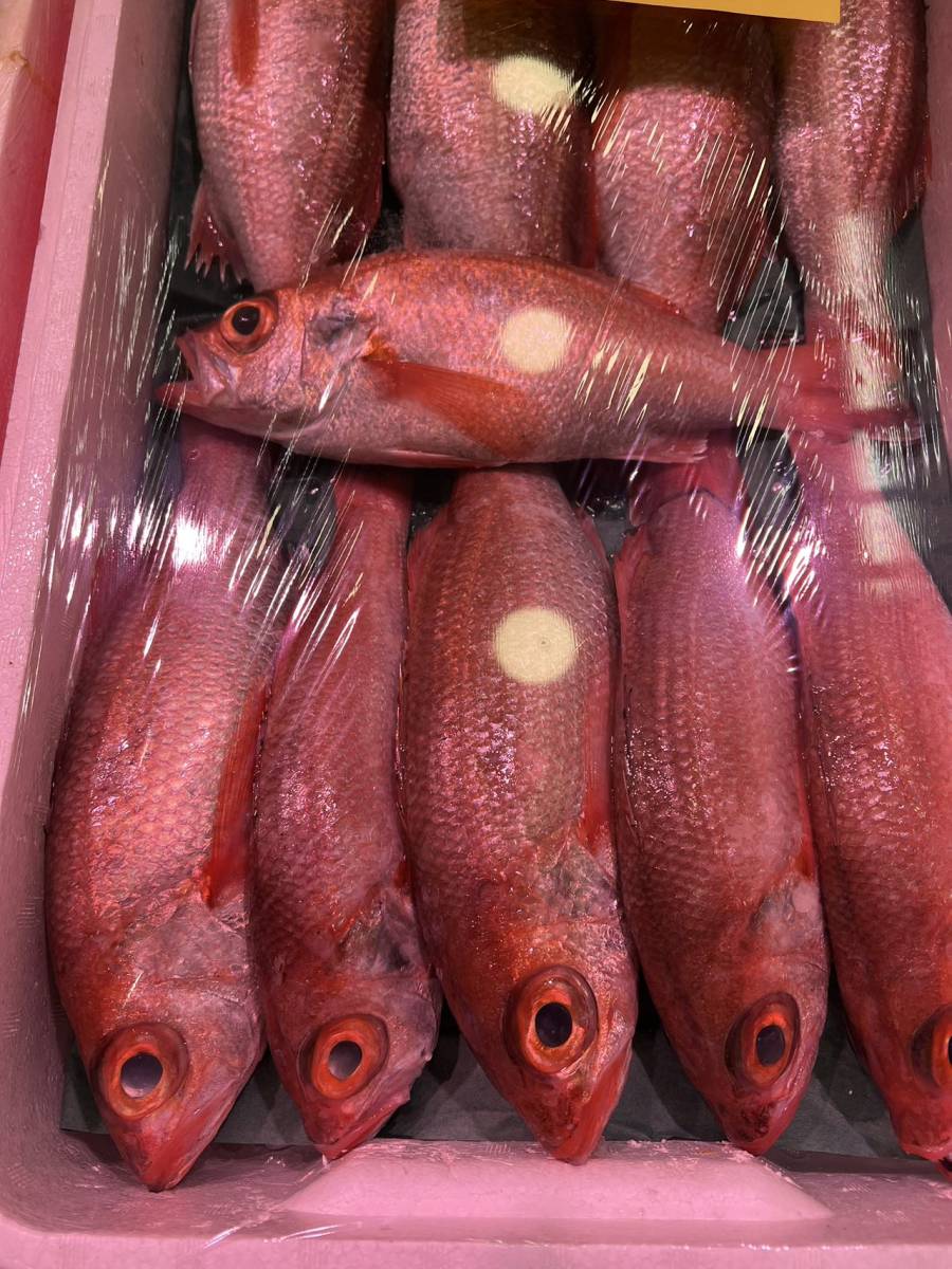 国産 生 ノドグロ 赤ムツ 1kg 約2~3尾 アカムツ 赤むつ のどぐろ ノドクロ拍卖