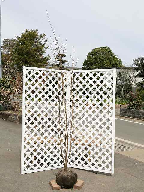 エゴノキ ピンクチャイム 株立ち 2m 露地 2本 苗木拍卖