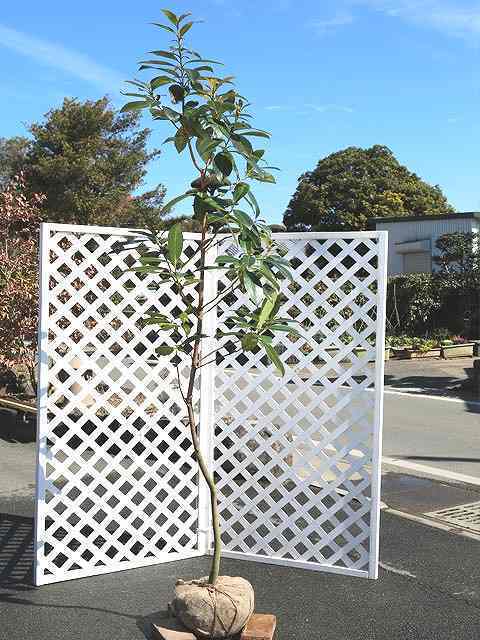 ゴードニア カンシエンシス 単木 2.3m 露地 2本 苗木拍卖