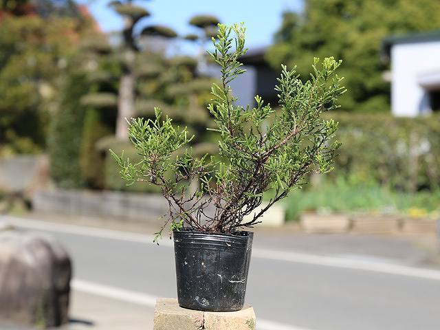 カルーナ ゴールドヘイズ 0.1m 10.5cmポット 10個 苗拍卖