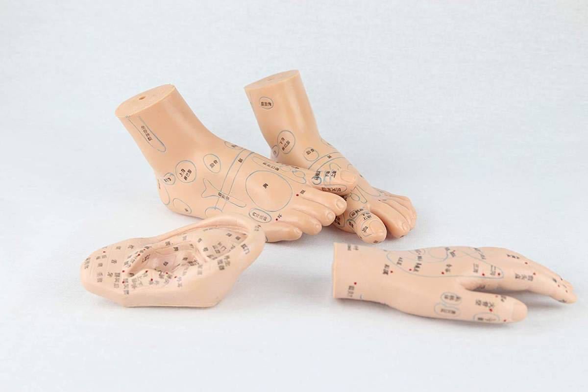 ☆格安 人体模型 足 経穴・反射区模型拍卖