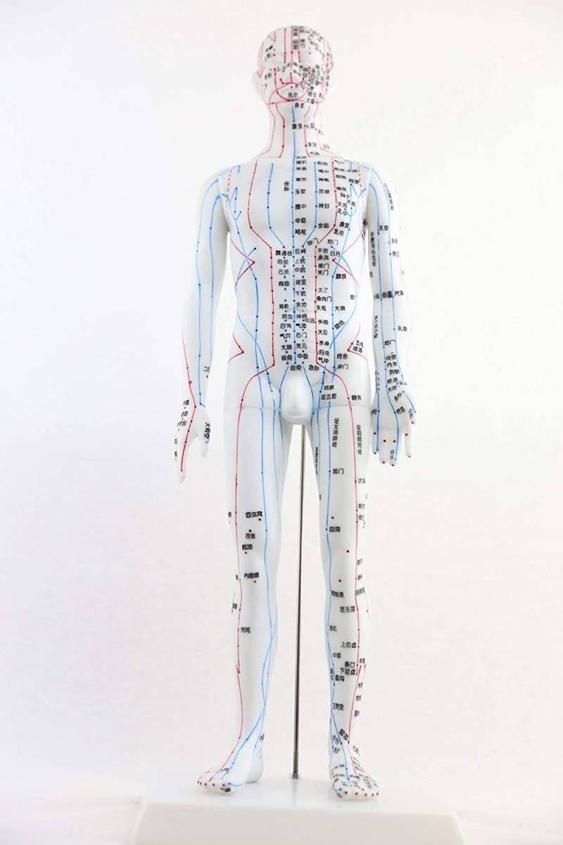 ☆鍼灸経穴人形 男性 50cm 鍼灸経穴 拍卖