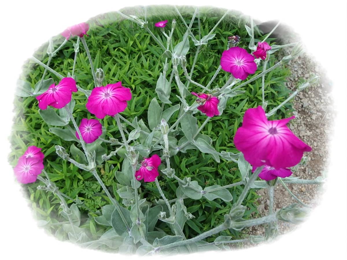 フランネルソウ ピンク 酔仙翁 40粒 7年自家採取 種 花が大好き拍卖