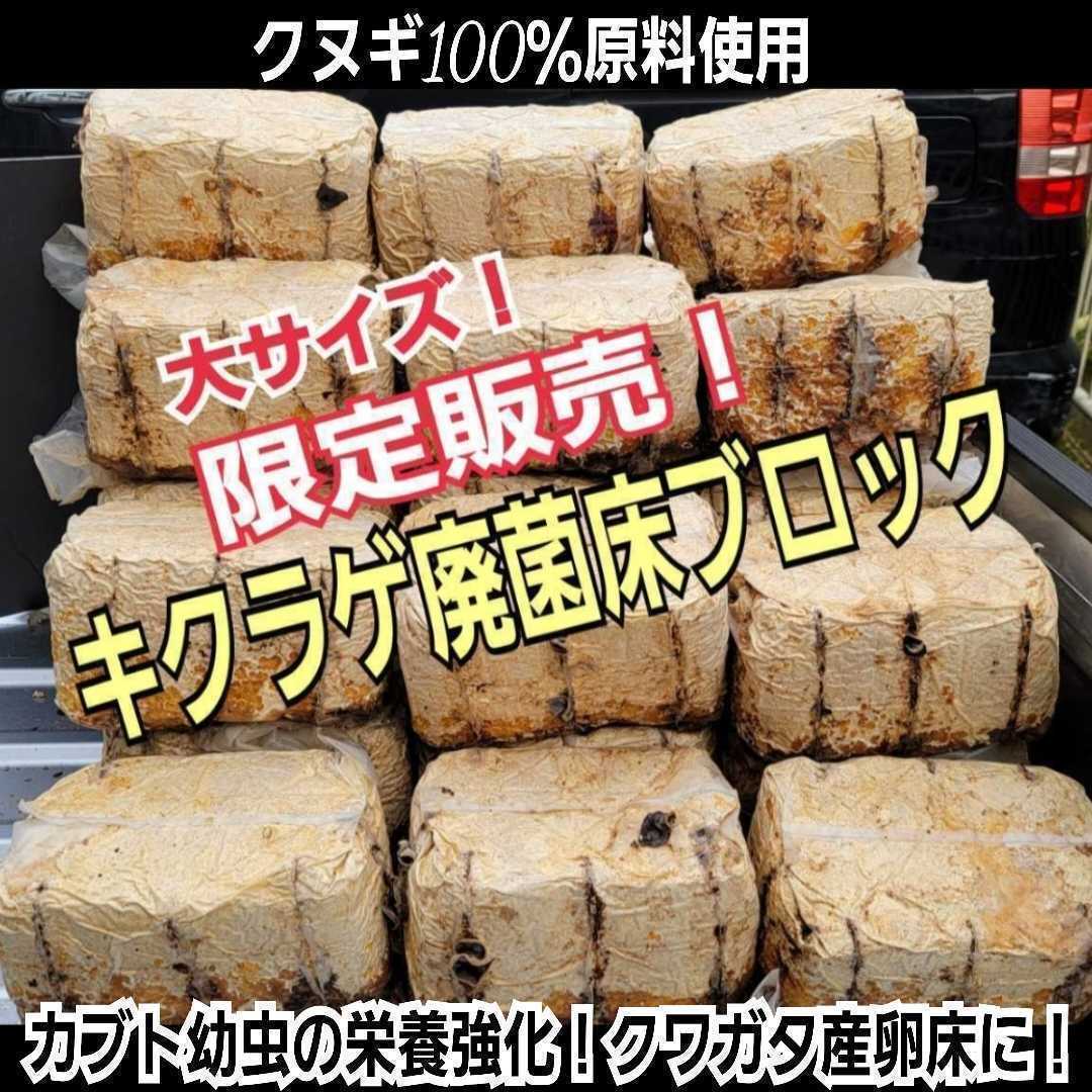 カブトムシ幼虫の栄養強化に!キクラゲ菌床【8ブロック】マットに埋め込むだけでモリモリ食べます!クワガタの産卵材の代わりにも使える!拍卖