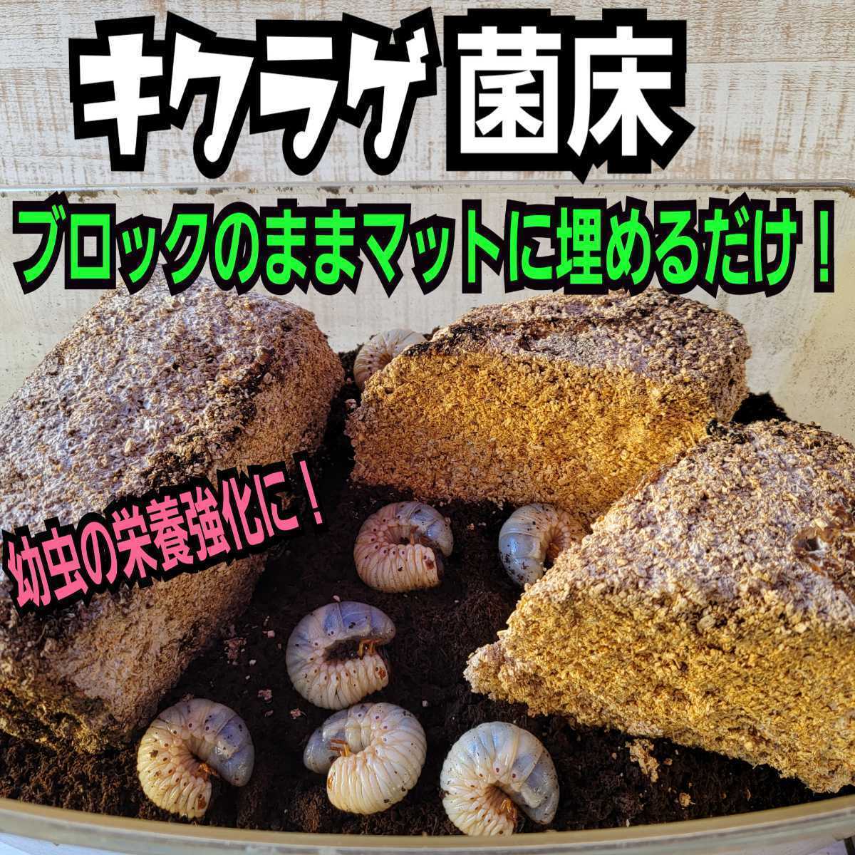 カブトムシ幼虫の栄養強化に!キクラゲ菌床【2ブロック】マットに埋めるだけで幼虫がモリモリ食べます!クワガタの産卵床にも クヌギ100%拍卖