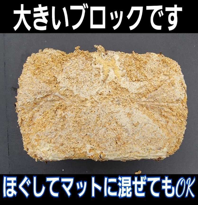 カブトムシ幼虫の栄養強化に!キクラゲ菌床ブロック マットに埋めるだけで幼虫がモリモリ食べます!クワガタの産卵床にも!クヌギ100%拍卖