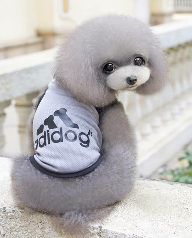 ペット服★adidog グレー S★タンクトップ☆メッシュチョッキ★犬服☆拍卖