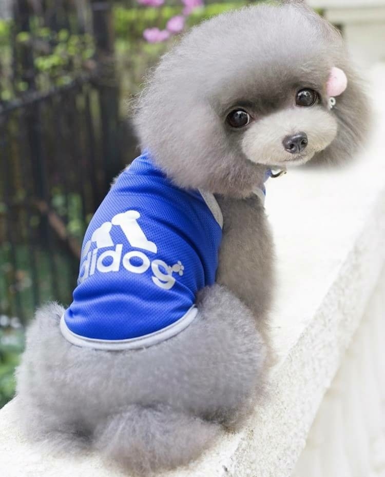 ペット服★adidog ブルー S★タンクトップ☆メッシュチョッキ★犬服☆拍卖